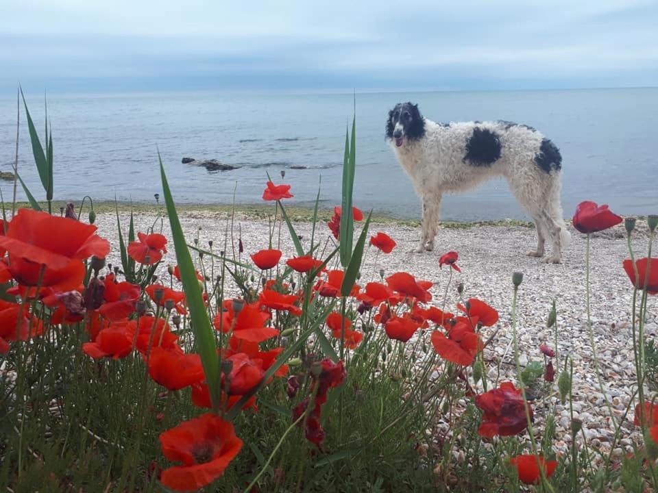 Hotel La Doi Pasi De Mare Vama Veche Esterno foto